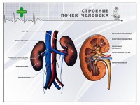 Стенд "Строение почки человека" - fgospostavki.ru - Сергиев Посад