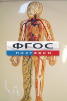 Модель барельефная "Кровеносная система человека" - fgospostavki.ru - Сергиев Посад