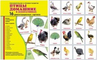 Демонстрационные карточки "Птицы домашние и декоративные" - fgospostavki.ru - Сергиев Посад