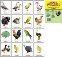Раздаточные карточки "Птицы домашние и декоративные" - fgospostavki.ru - Сергиев Посад