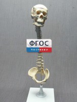Модель "Позвоночник с черепом и тазом" - fgospostavki.ru - Сергиев Посад
