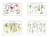 Плакаты ПРОФТЕХ "Систематика растений" (4 пл, винил, 70х100) - fgospostavki.ru - Сергиев Посад