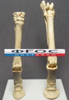 Скелет конечности лошади (передняя и задняя) на подставке - fgospostavki.ru - Сергиев Посад