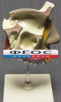 Модель "Разрез носоглотки" - fgospostavki.ru - Сергиев Посад
