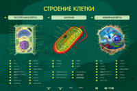 Электрифицированный стенд "Строение клетки" с маркерными полями - fgospostavki.ru - Сергиев Посад