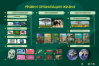 Электрифицированный стенд "Уровни организации жизни" - fgospostavki.ru - Сергиев Посад