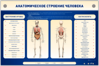 Электрифицированный стенд-тренажер c макетом скелета "Анатомическое строение человека" - fgospostavki.ru - Сергиев Посад