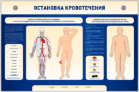 Электрифицированный стенд-тренажер "Остановка кровотечения" - fgospostavki.ru - Сергиев Посад