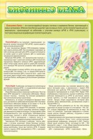 Стенд "Биосинтез белка" - fgospostavki.ru - Сергиев Посад