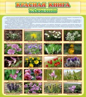 Стенд "Красная книга - растения" - fgospostavki.ru - Сергиев Посад