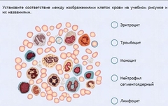 Интерактивные курсы. Биология 11 класс. Расширенный. - fgospostavki.ru - Сергиев Посад