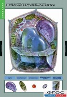 Комплект таблиц. Биология. Вещества растений. Клеточное строение. - fgospostavki.ru - Сергиев Посад