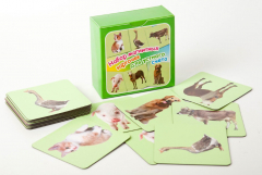 Набор магнитных карточек "Устный счет" (фон зеленый) - fgospostavki.ru - Сергиев Посад