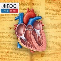 Анатомия (Цифровой атлас школьника) - fgospostavki.ru - Сергиев Посад