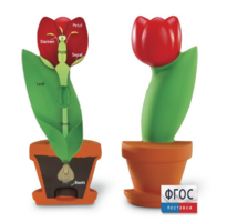 Модель цветка - fgospostavki.ru - Сергиев Посад