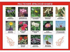 Таблица демонстрационная "Растения Красной книги" (винил 70*100) - fgospostavki.ru - Сергиев Посад