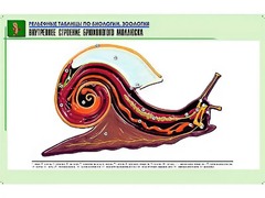 Рельефная таблица "Внутреннее строение брюхоногого моллюска" (формат А1, матовое ламинирование) - fgospostavki.ru - Сергиев Посад