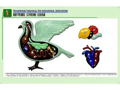 Рельефная таблица "Внутреннее строение голубя" (формат А1, матовое ламинирование) - fgospostavki.ru - Сергиев Посад