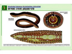 Рельефная таблица "Внутреннее строение дождевого червя" (формат А1, матовое ламинирование) - fgospostavki.ru - Сергиев Посад