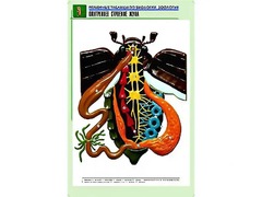 Рельефная таблица "Внутреннее строение жука" (формат А1, матовое ламинирование) - fgospostavki.ru - Сергиев Посад