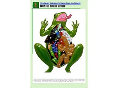 Рельефная таблица "Внутреннее строение лягушки" (формат А1, матовое ламинирование) - fgospostavki.ru - Сергиев Посад
