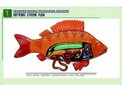 Рельефная таблица "Внутреннее строение рыбы" (формат А1, матовое ламинирование) - fgospostavki.ru - Сергиев Посад