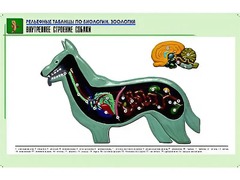 Рельефная таблица "Внутреннее строение собаки" (формат А1, матовое ламинирование) - fgospostavki.ru - Сергиев Посад