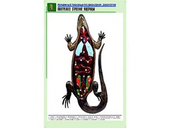 Рельефная таблица "Внутреннее строение ящерицы" (формат А1, матовое ламинирование) - fgospostavki.ru - Сергиев Посад