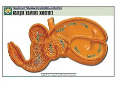 Рельефная таблица "Желудок жвачного животного" (формат А1, матовое ламинирование) - fgospostavki.ru - Сергиев Посад