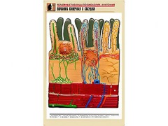Рельефная таблица "Ворсинка кишечная с сосудом" (формат А1, матовое ламинирование) - fgospostavki.ru - Сергиев Посад
