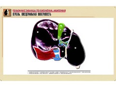 Рельефная таблица "Печень. Висцеральная поверхность" (формат А1, матовое ламинирование) - fgospostavki.ru - Сергиев Посад