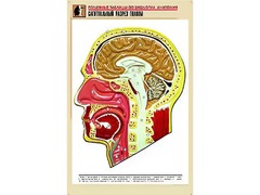 Рельефная таблица "Сагиттальный разрез головы" (формат А1, матовое ламинирование) - fgospostavki.ru - Сергиев Посад