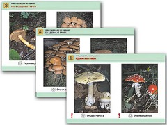 Комплект таблиц раздаточных "Грибы съедобные и несъедобные" (цветные, ламинированные, А4, 8 штук) - fgospostavki.ru - Сергиев Посад