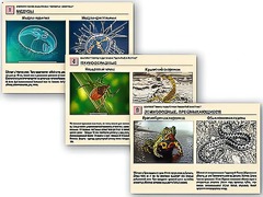 Комплект таблиц раздаточных "Ядовитые животные" - fgospostavki.ru - Сергиев Посад
