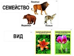 Модель-аппликация "Классификация растений и животных" (ламинированная) - fgospostavki.ru - Сергиев Посад