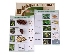 Коллекция "Шишки, плоды, семена деревьев и кустарников" - fgospostavki.ru - Сергиев Посад