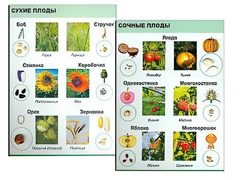 Коллекция "Семена и плоды" - fgospostavki.ru - Сергиев Посад
