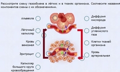 Интерактивные курсы. Биология 9 класс. Расширенный. - fgospostavki.ru - Сергиев Посад