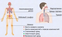 Интерактивные курсы. Биология 9 класс. Базовый. - fgospostavki.ru - Сергиев Посад