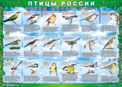 Комплект таблиц "Птицы России (4 листа)" (100х140 сантиметров, винил) - fgospostavki.ru - Сергиев Посад