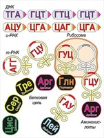Модель-аппликация Биосинтез белка - fgospostavki.ru - Сергиев Посад