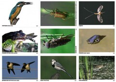 Комплект таблиц Природные зоны России. Сообщества (комплект 18 таблиц) - fgospostavki.ru - Сергиев Посад