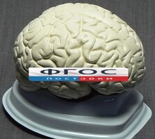 Модель "Мозг в разрезе" (белый) - fgospostavki.ru - Сергиев Посад