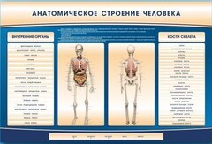 Электрифицированный стенд-тренажер c макетом скелета "Анатомическое строение человека" - fgospostavki.ru - Сергиев Посад
