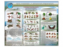 Стенд "Как выжить в суровых условиях" - fgospostavki.ru - Сергиев Посад