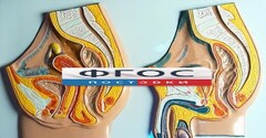 Модель барельефная "Таз мужской и таз женский" - fgospostavki.ru - Сергиев Посад