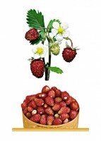 Комплект карточек "Запоминай, играй, считай" - Ягоды - fgospostavki.ru - Сергиев Посад