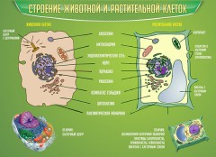  Биология - fgospostavki.ru - Сергиев Посад