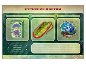 Электрифицированный стенд "Строение клетки" с маркерными полями - fgospostavki.ru - Сергиев Посад