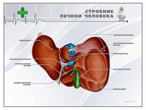 Стенд "Строение печени человека" - fgospostavki.ru - Сергиев Посад